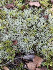 Cladonia rangiformis
