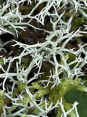 Cladonia rangiformis