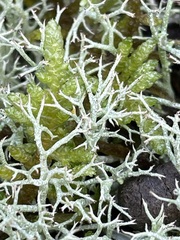 Cladonia rangiformis