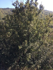 Quercus coccifera