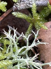 Cladonia rangiformis