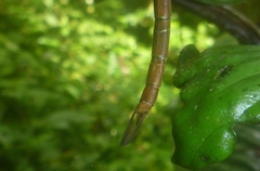 Triacanthagyna septima