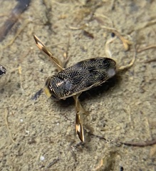 Corixinae