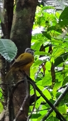 Eucometis penicillata