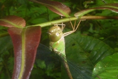 Triacanthagyna septima