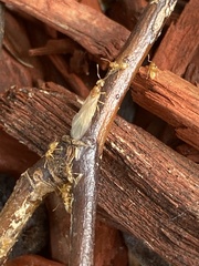 Brachymyrmex depilis