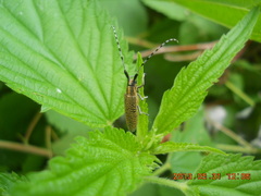 Agapanthia villosoviridescens
