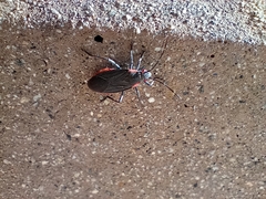 Jadera haematoloma
