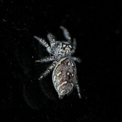 Phidippus mystaceus