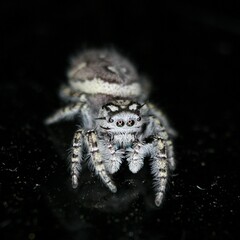 Phidippus mystaceus