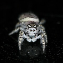 Phidippus mystaceus