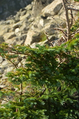 Abies lasiocarpa