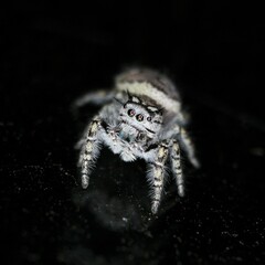 Phidippus mystaceus