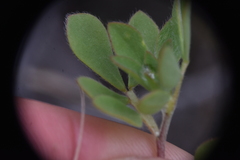 Acmispon denticulatus