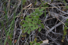 Acmispon denticulatus