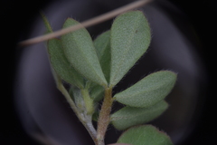 Acmispon denticulatus