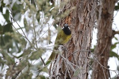Nesoptilotis leucotis
