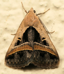 Acantholipes trimeni