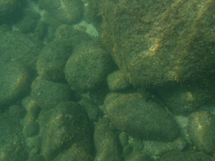 Epinephelus labriformis