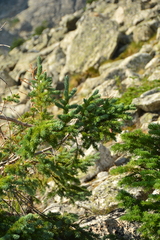 Abies lasiocarpa