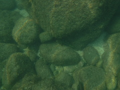 Epinephelus labriformis