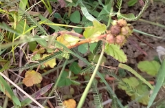 Melochia corchorifolia