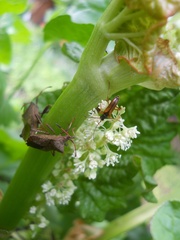 Alosterna tabacicolor