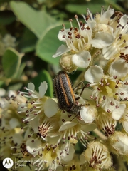 Astylus quadrilineatus