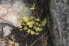 Claytonia rubra rubra
