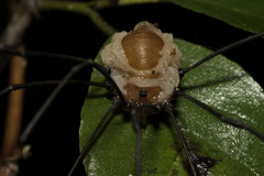 Pandora phalangicida