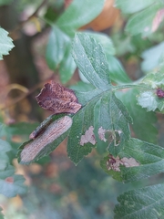 Phyllonorycter corylifoliella