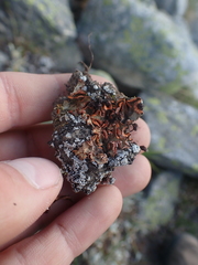 Solorina crocea