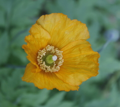 Papaver cambricum