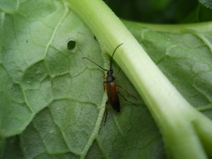 Alosterna tabacicolor