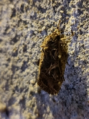 Spodoptera littoralis