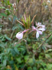 Oenothera gaura