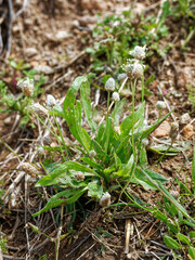 Plantago lagopus