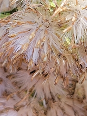 Eupatorieae
