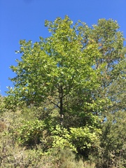 Quercus frainetto