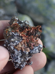 Solorina crocea