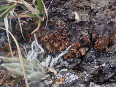 Solorina crocea