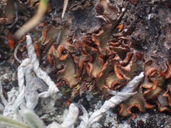 Solorina crocea