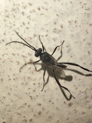 Evania appendigaster