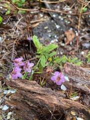 Thomasia petalocalyx