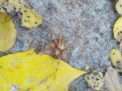Araneus diadematus