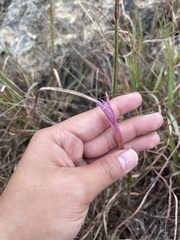 Zephyranthes drummondii