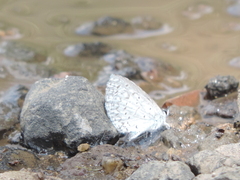 Celastrina echo gozora