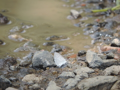 Celastrina echo gozora