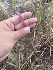 Zephyranthes drummondii