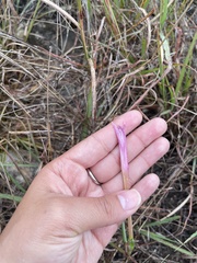 Zephyranthes drummondii